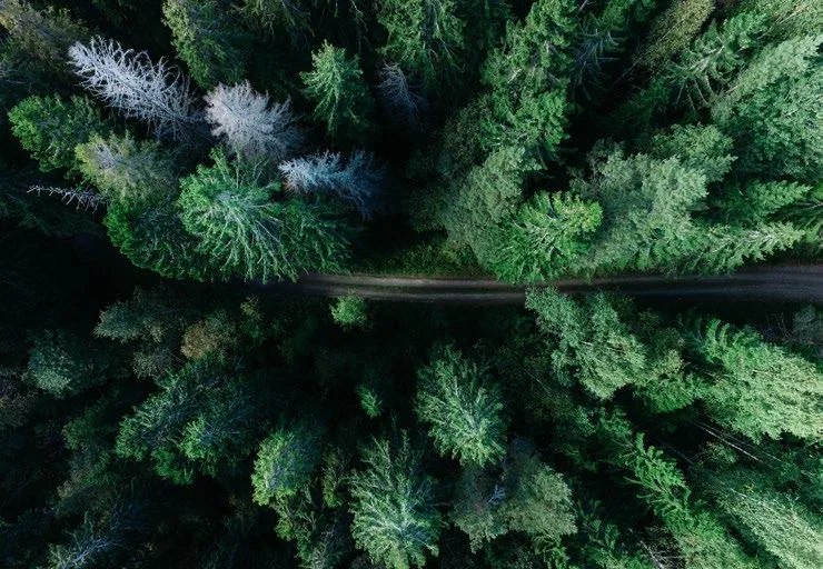 Forest representing responsible, sustainable production